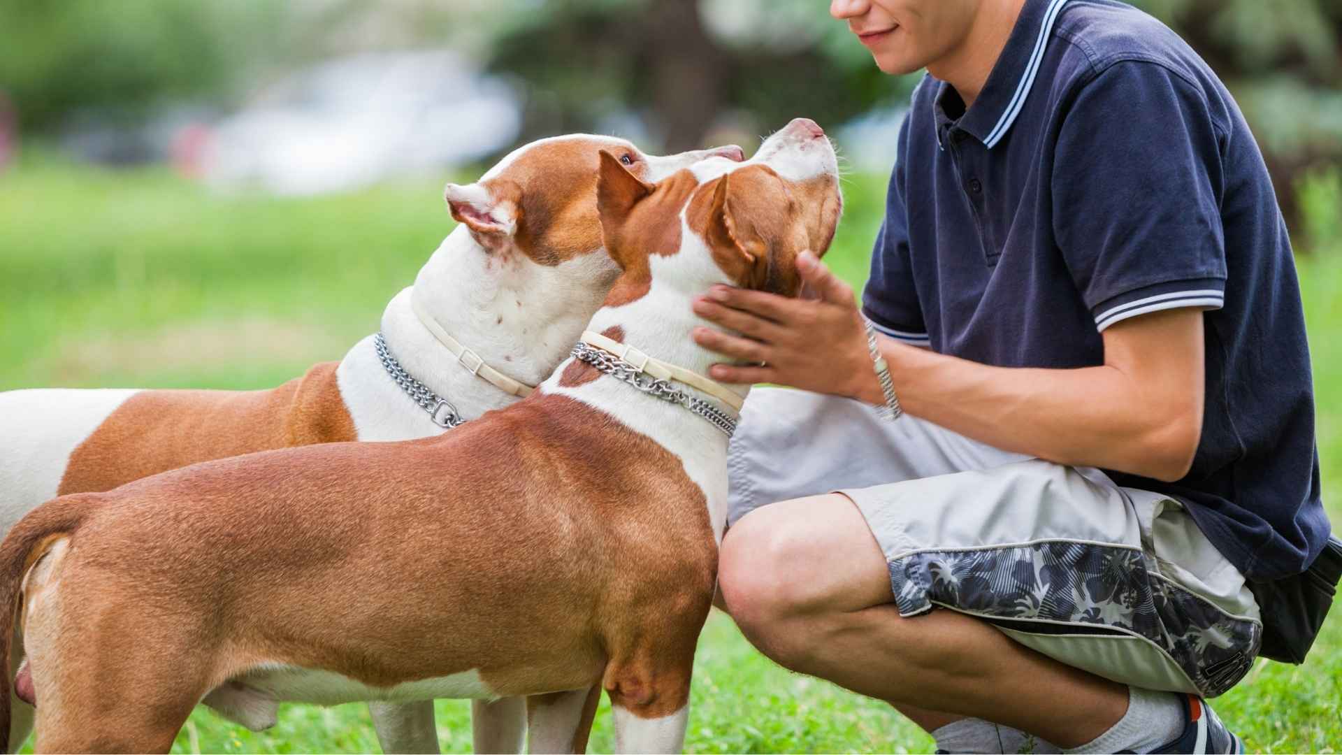 7 Dog Breeds That Show Pure Unconditional Love