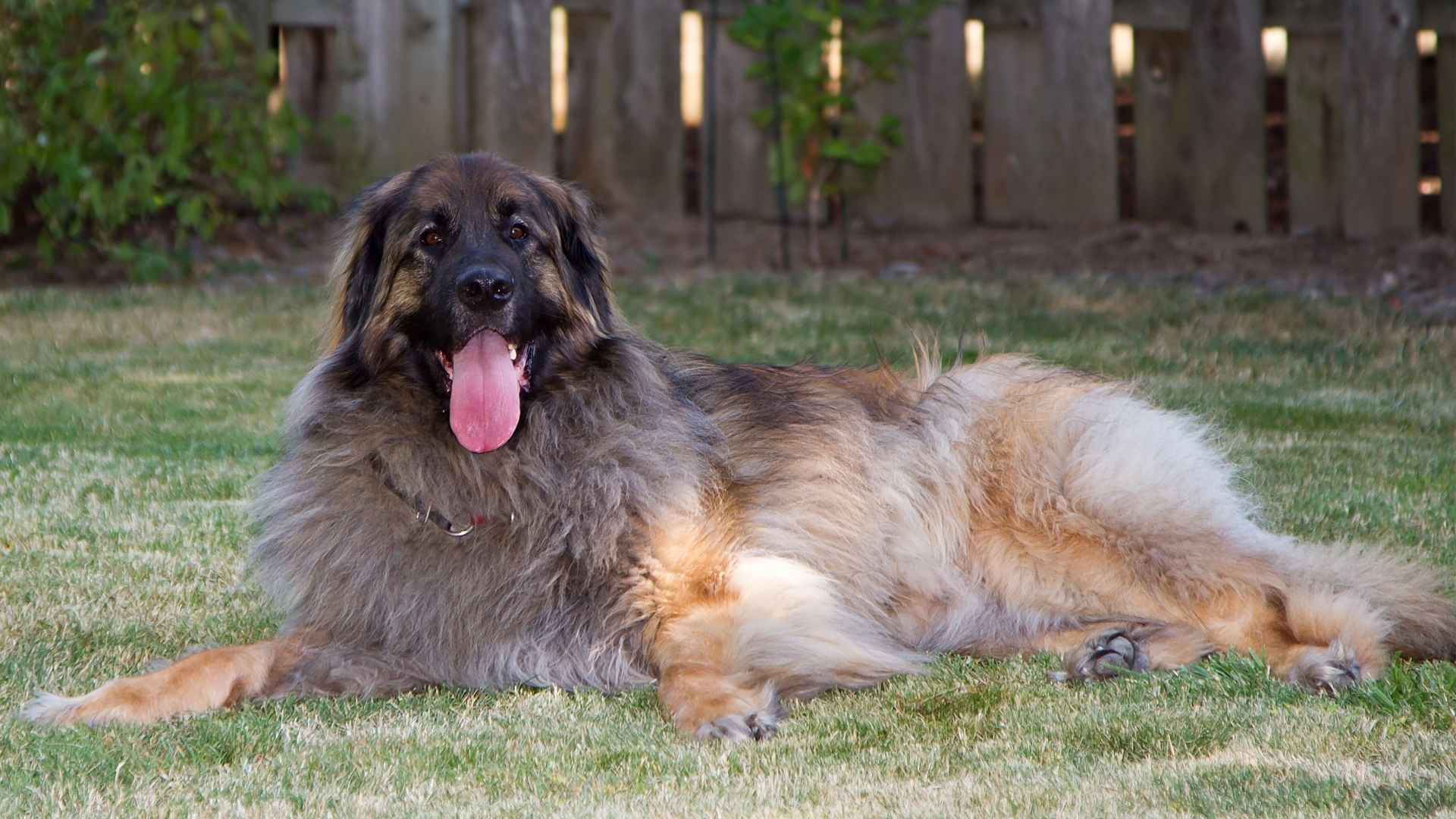 7 Easiest Giant Dog Breeds