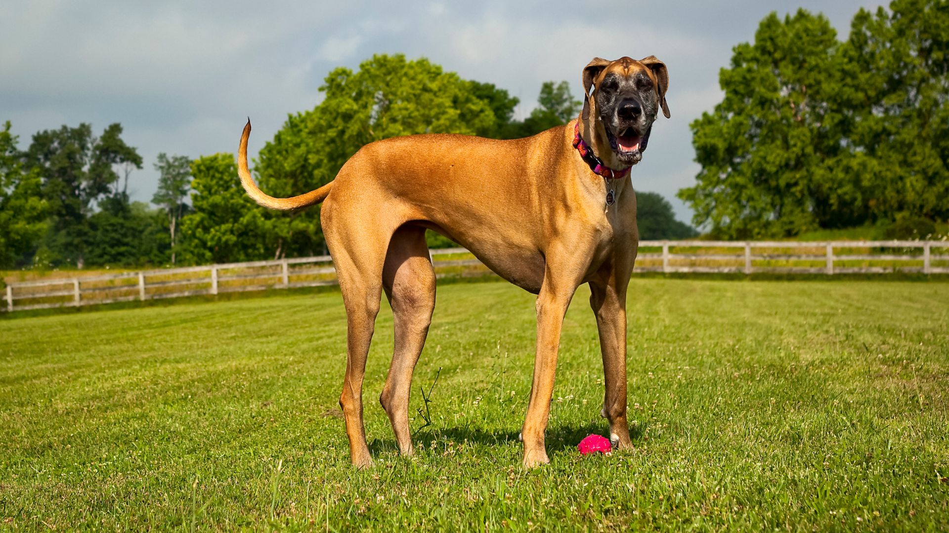 7 Enormous Dog Breeds That Tower Over the Rest