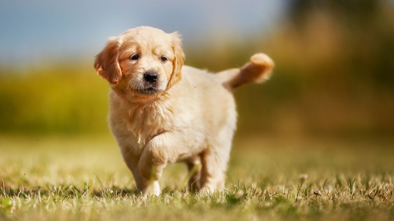 7 Irresistible Gold Small Dog Breeds for Your Family