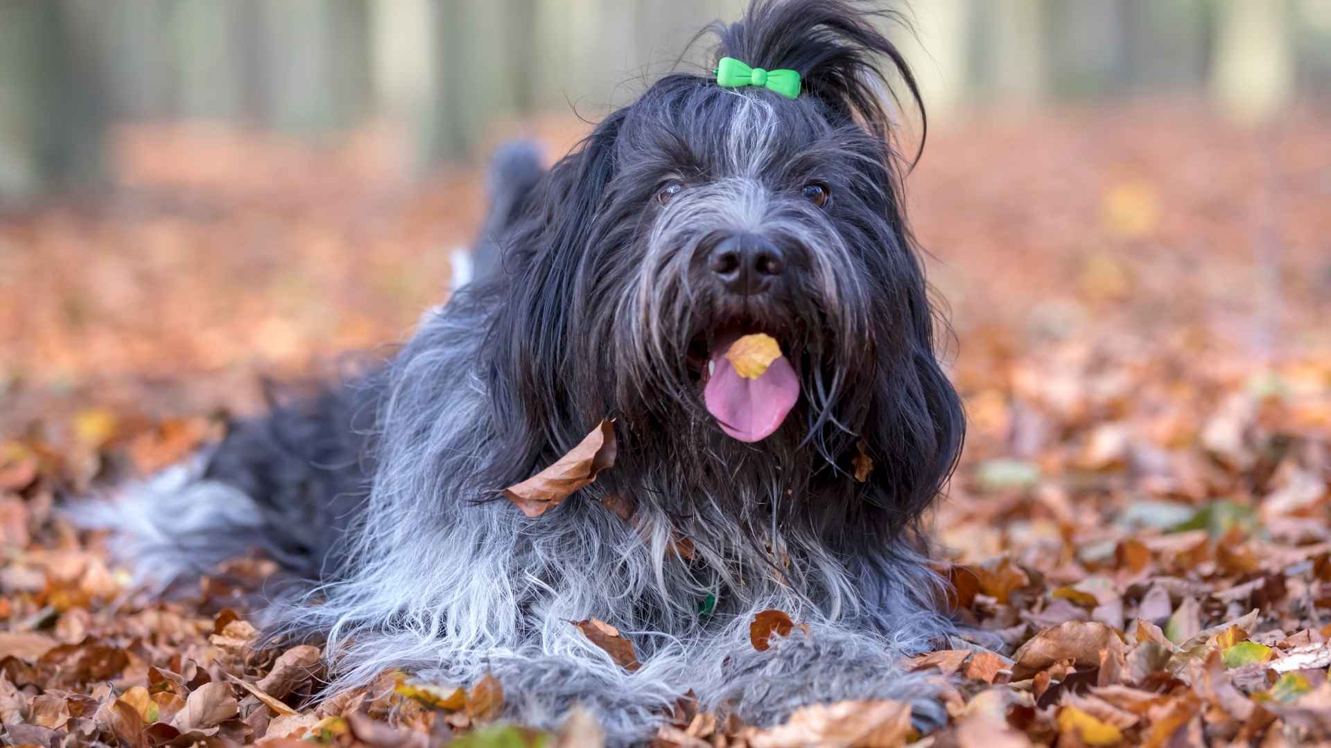 7 Little Known Dog Breeds That Are Winning Hearts Around The World