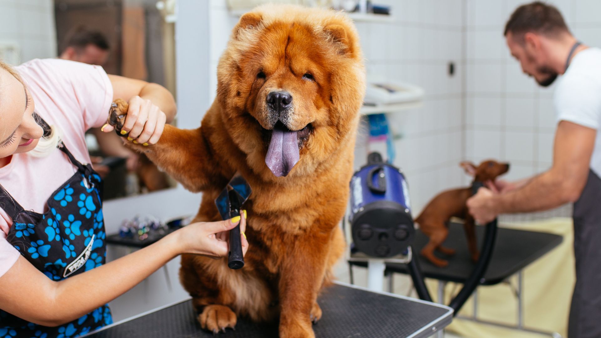 7 Medium Sized Dog Breeds That Need Haircuts