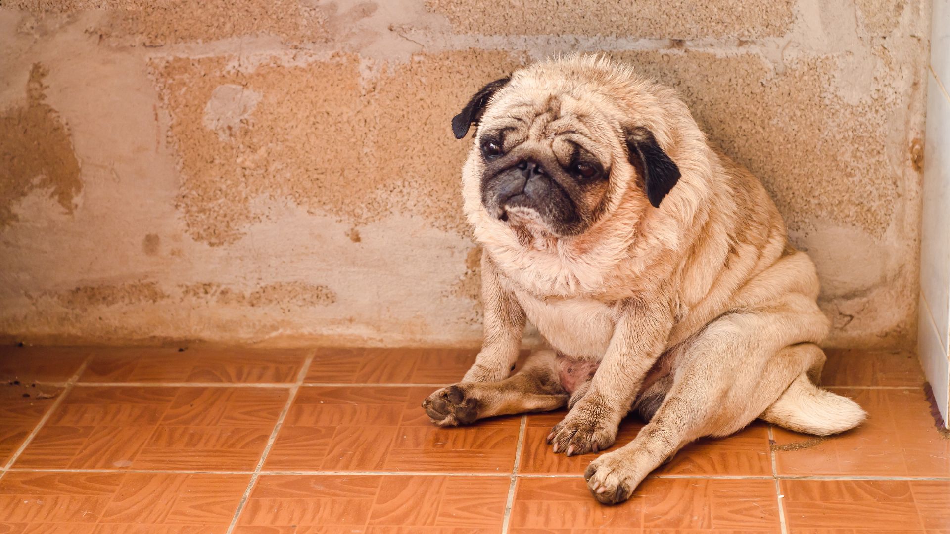 7 Nervous Dog Breeds Prone to Separation