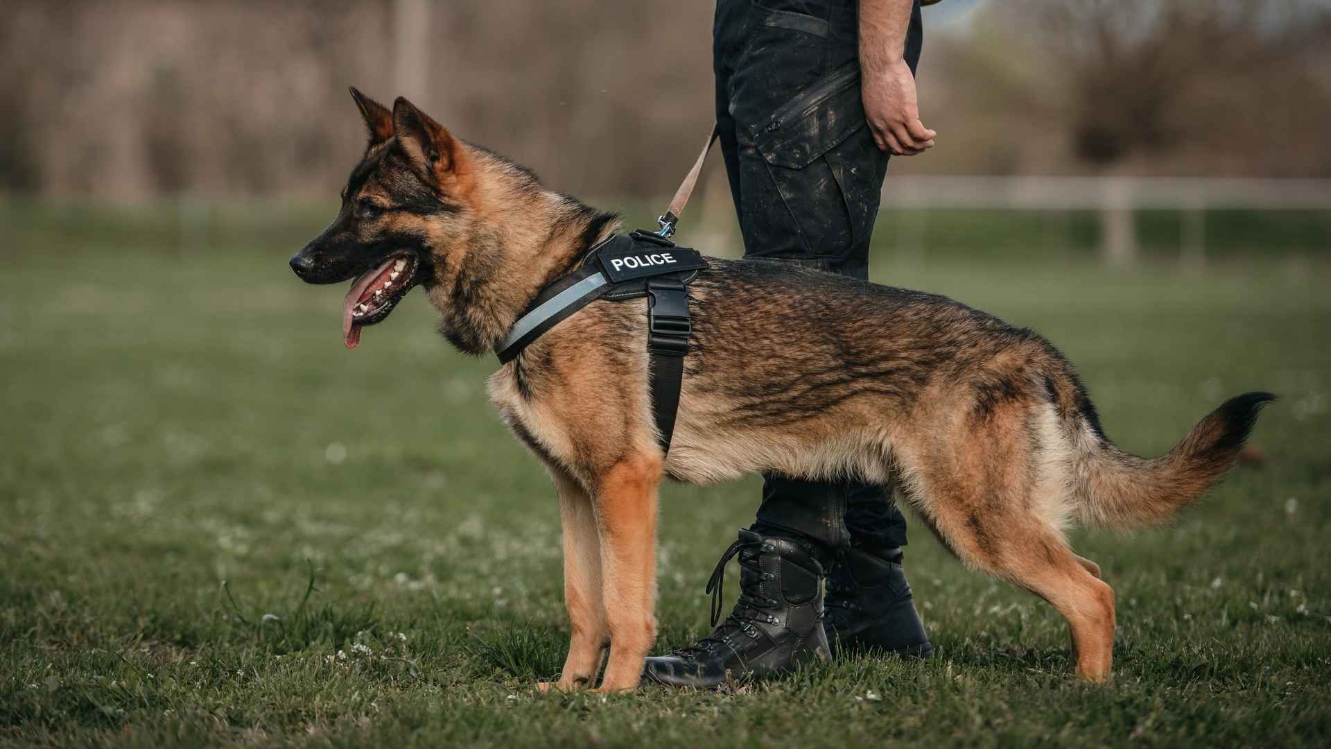 7 Police and Military Dog Breeds for Law Enforcement