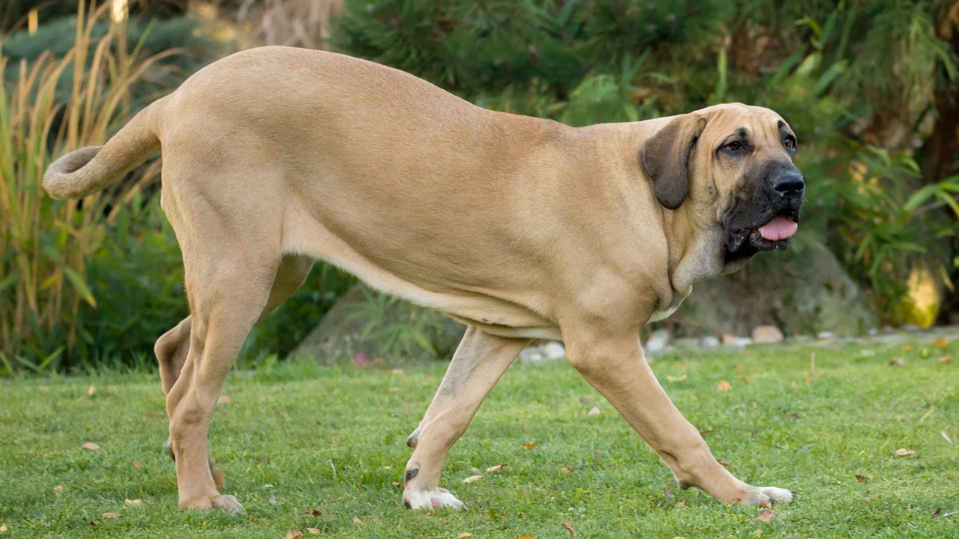 7 Rare Large Dog Breeds You Didnt Know