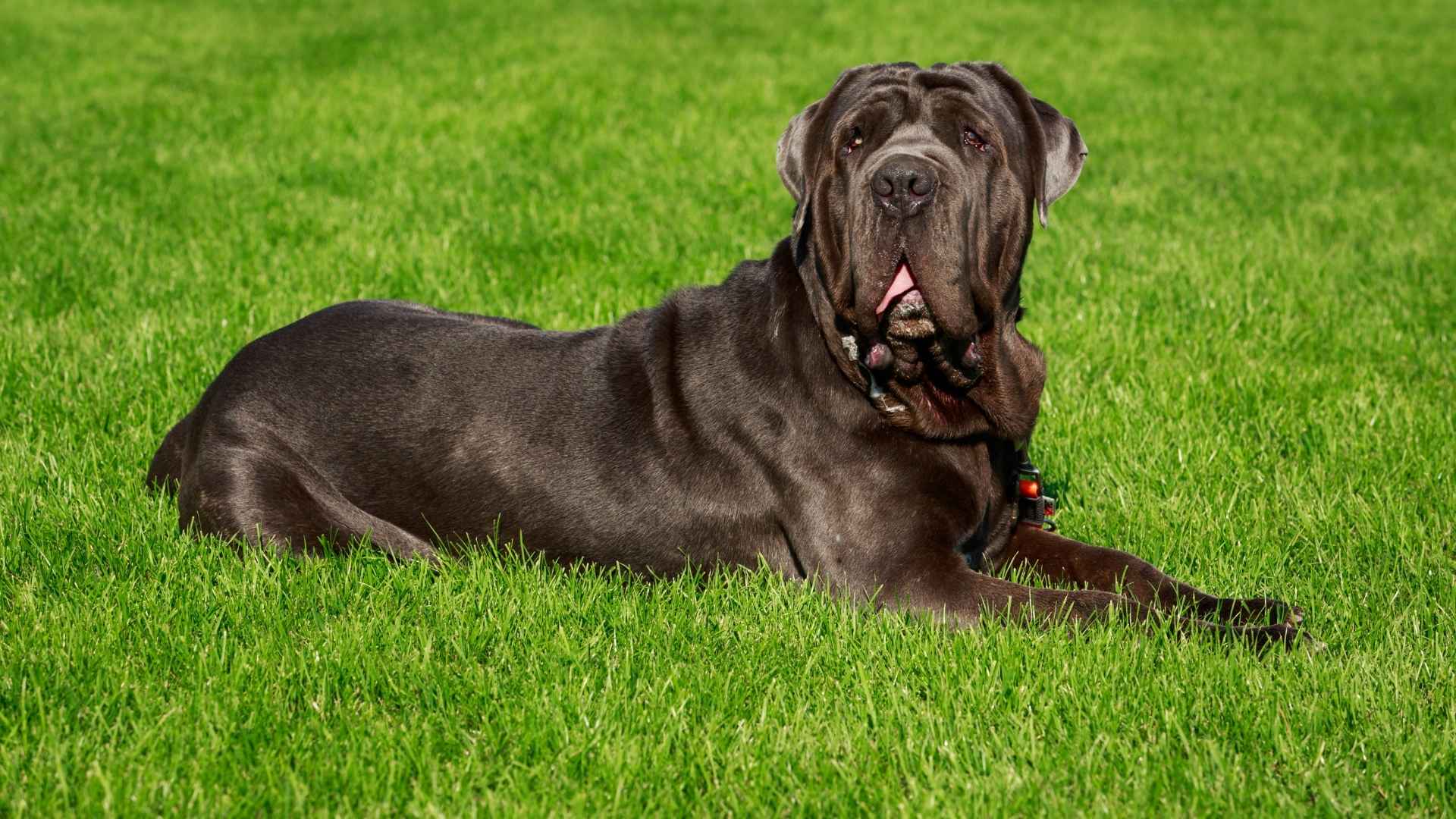 9 Best Slobbery Dog Breeds That Drool the Most