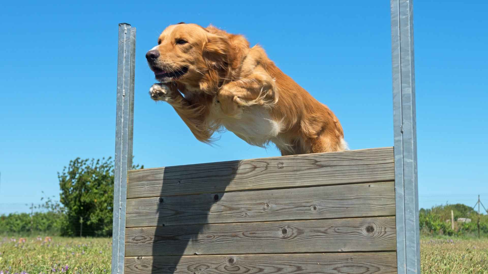 9 Dog Breeds That Can Jump the Highest