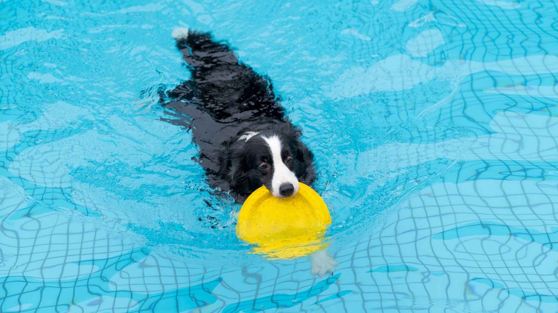 9 Dog Breeds for Swimming and Water Activities