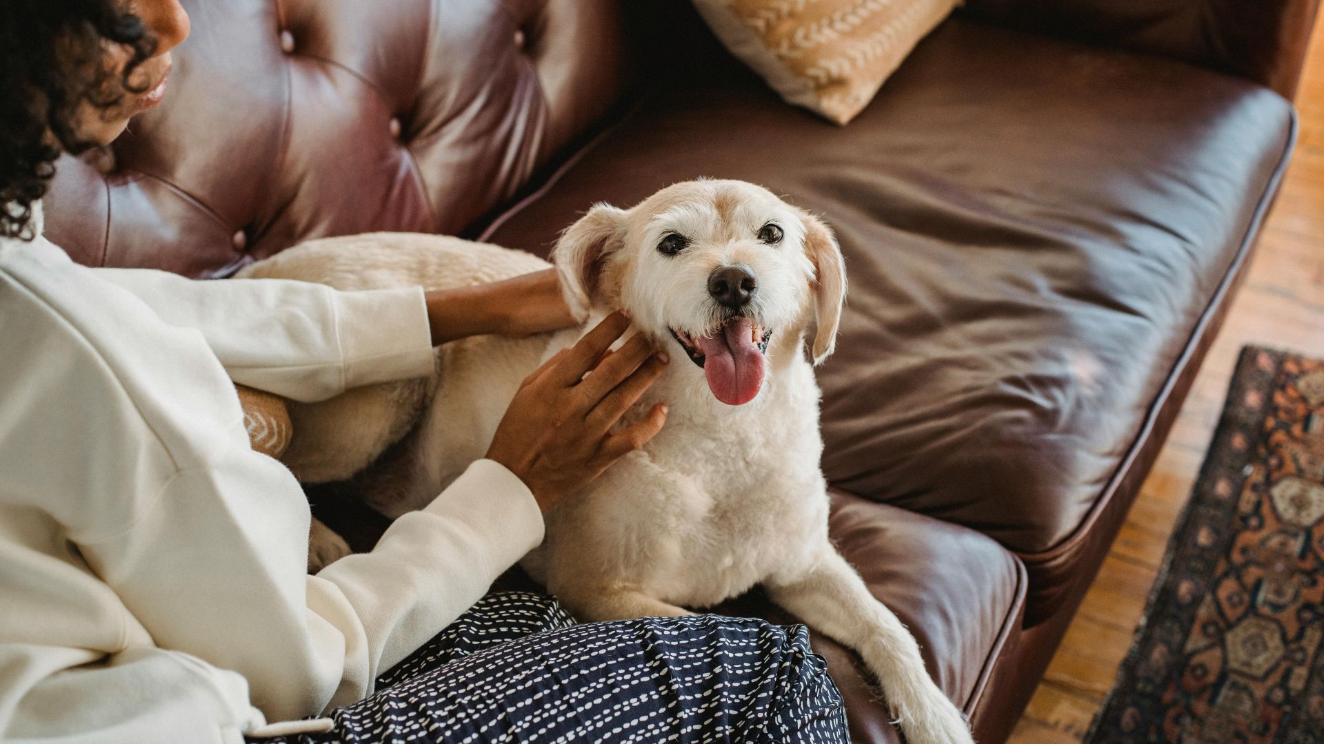 9 Dog Breeds with the Snuggliest Coat for Cozy Snuggles