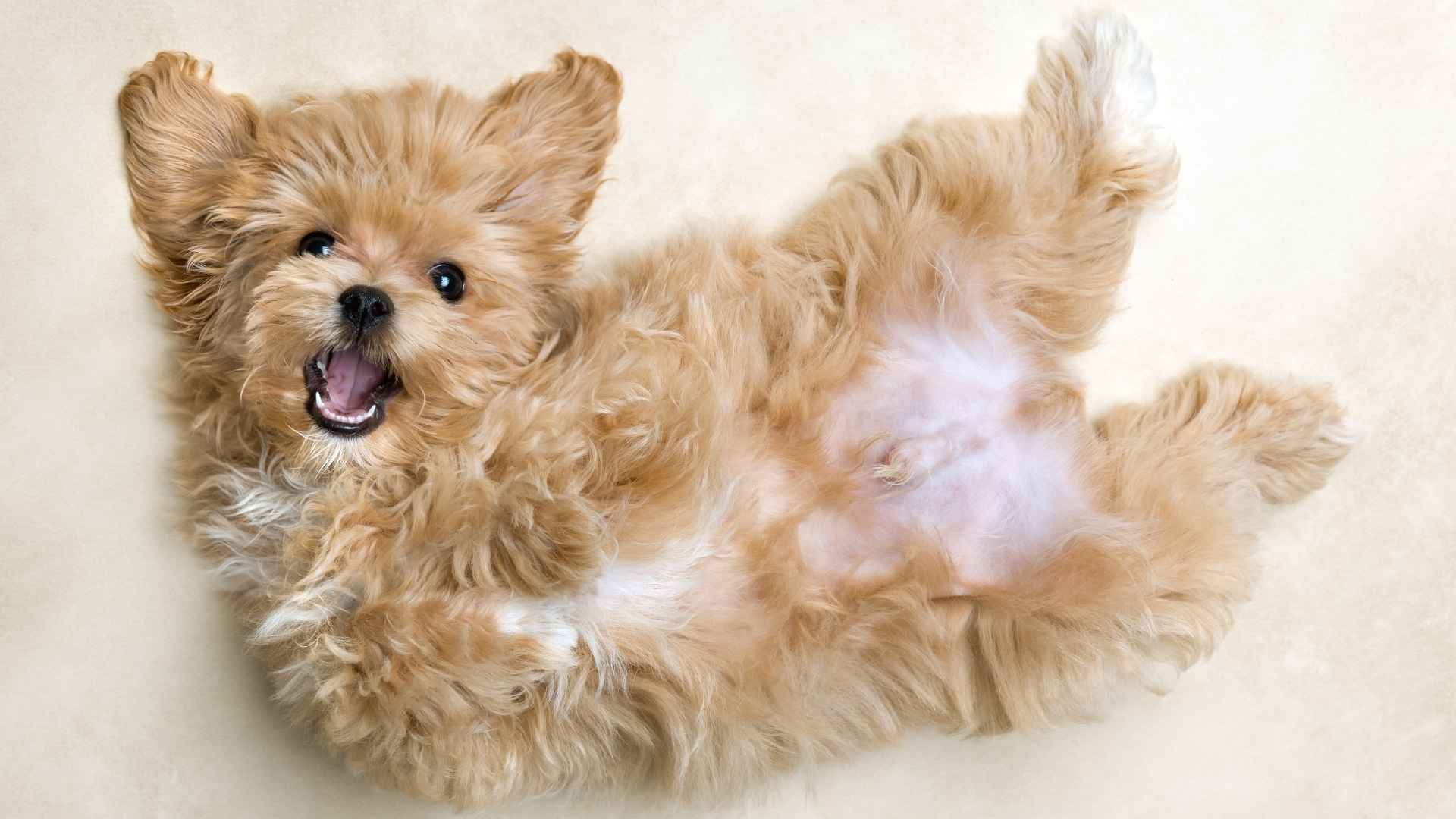 Adorable Small Dog Breeds with Curly Hairs