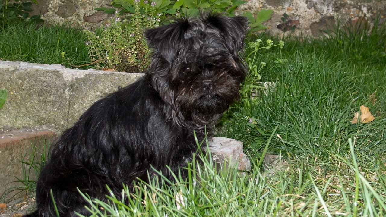 Affenpinscher