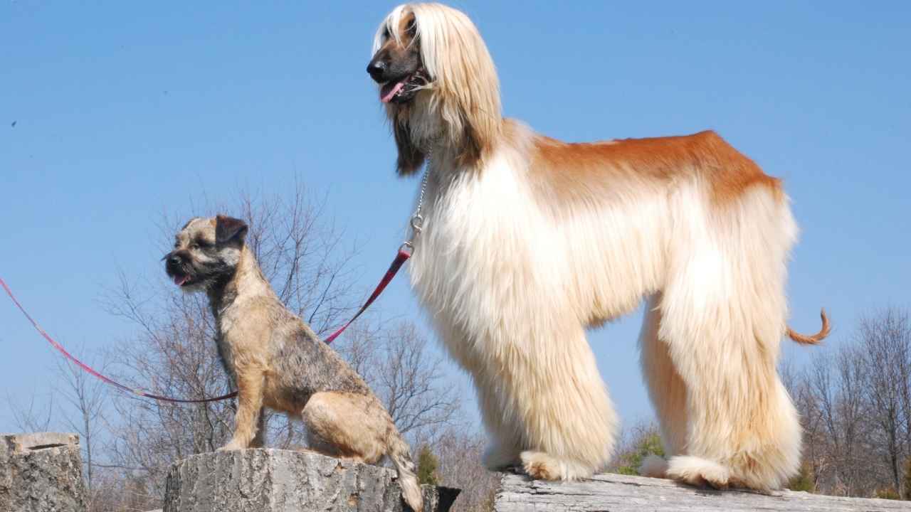 Afghan Hound