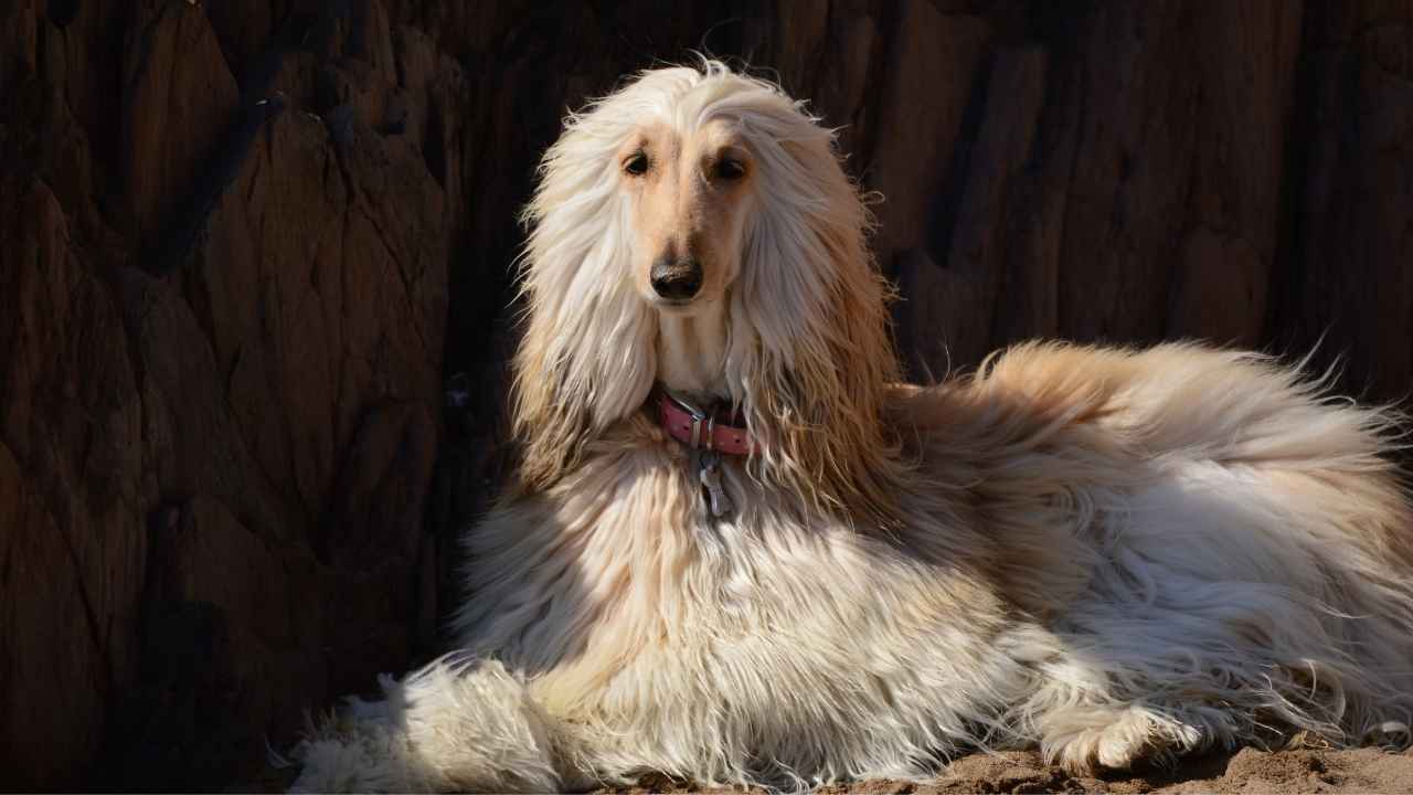 Afghan Hound