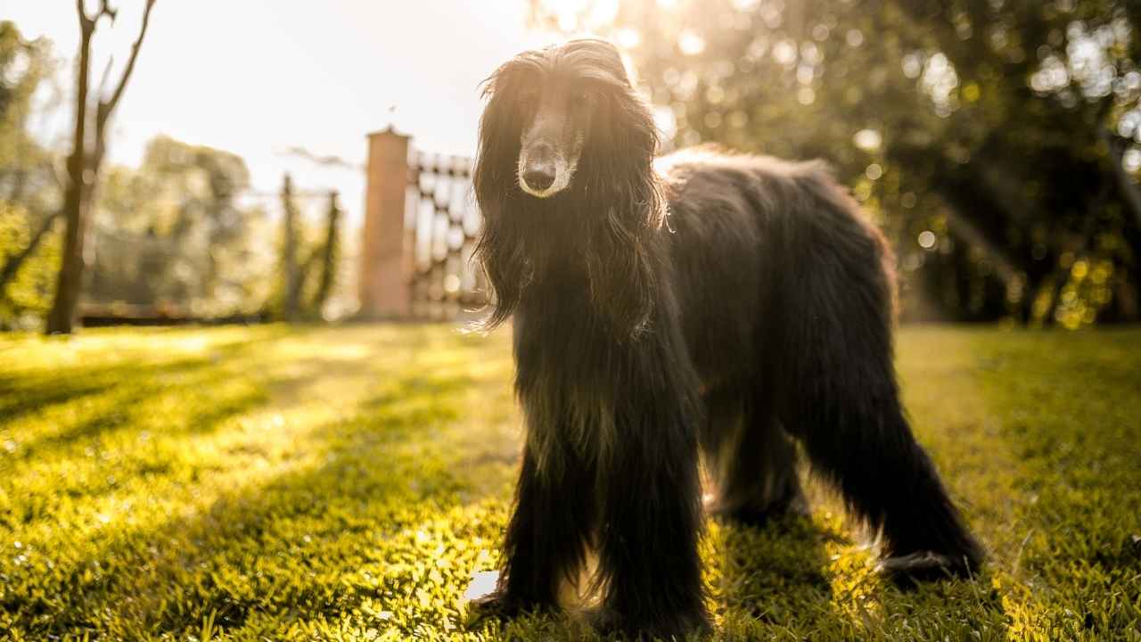 Afghan Hound