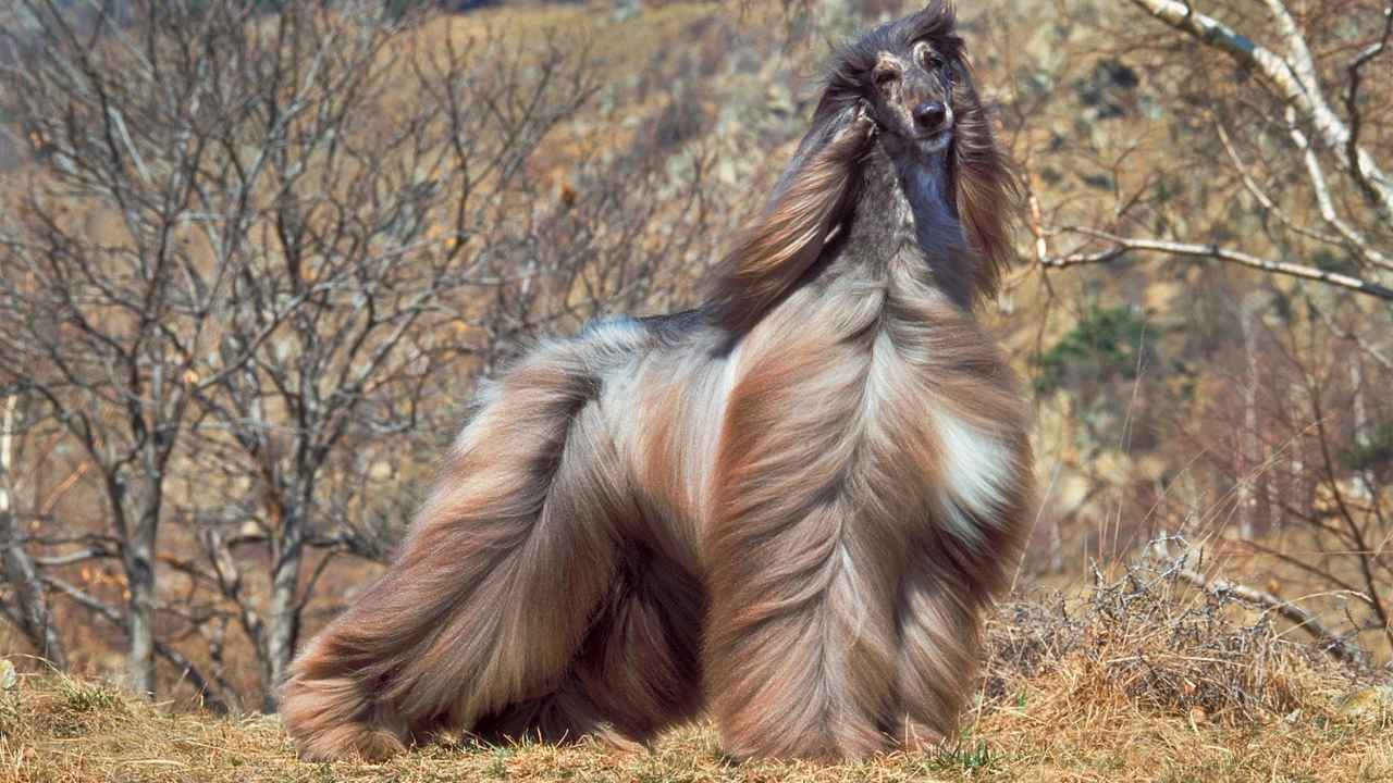 Afghan Hound