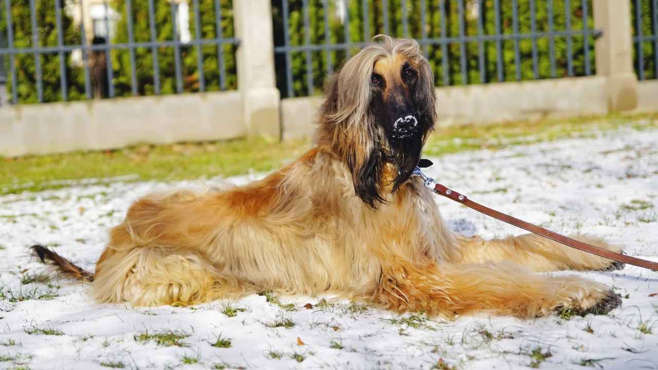 Afghan Hound