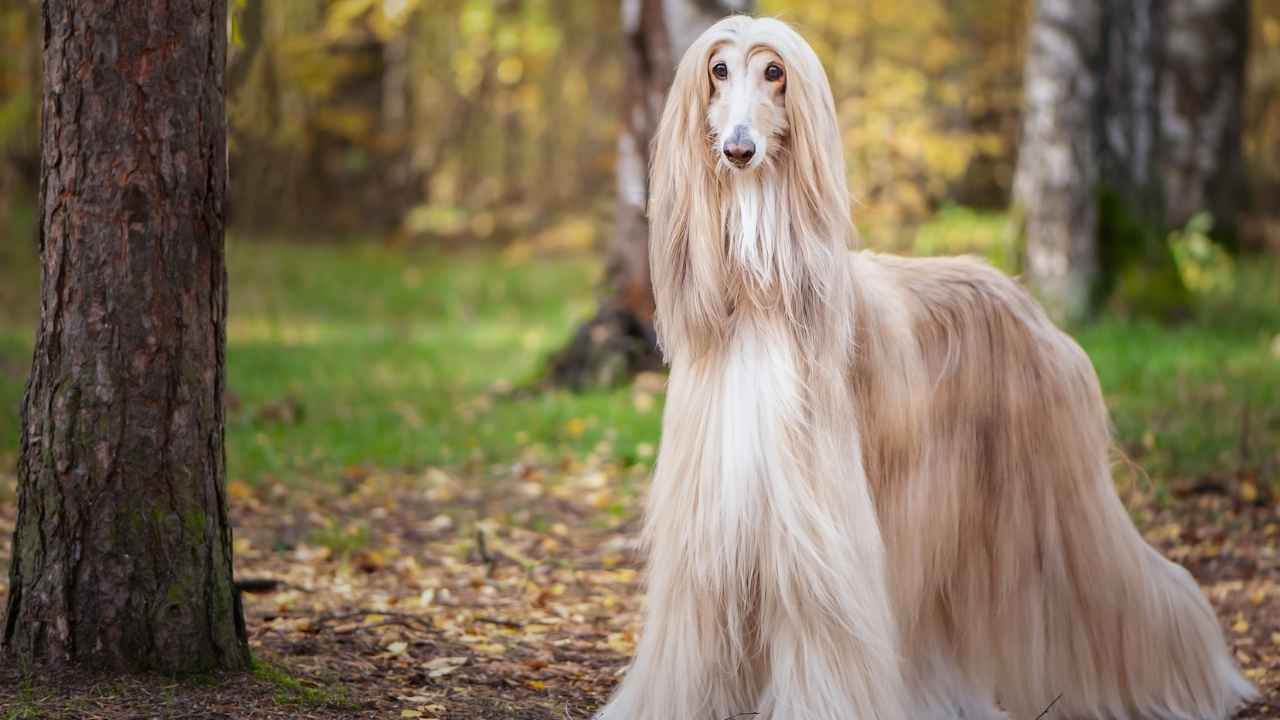 Afghan Hound