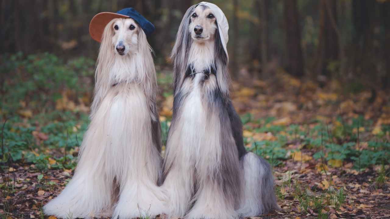 Afghan Hound