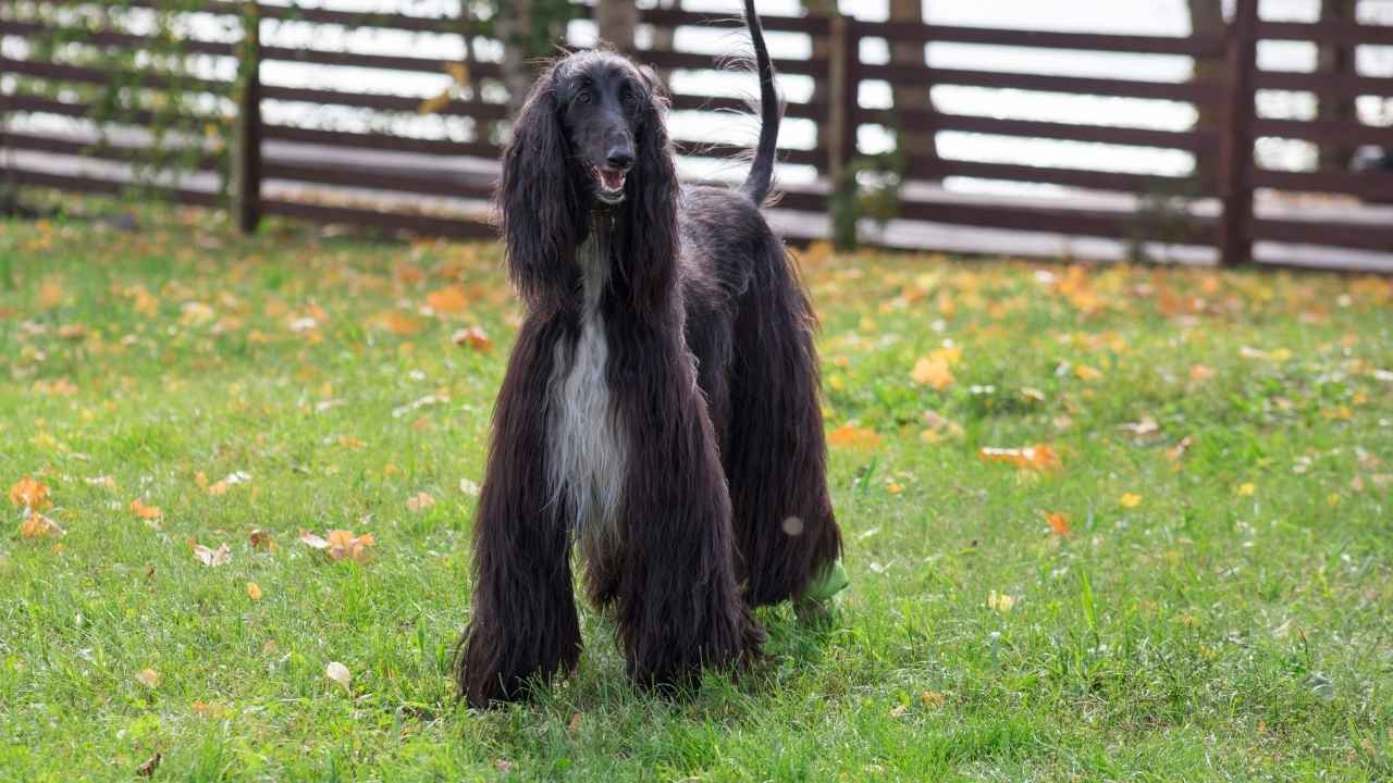 Afghan Hound