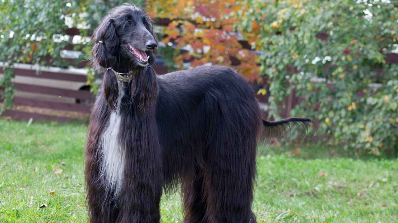 Afghan Hound