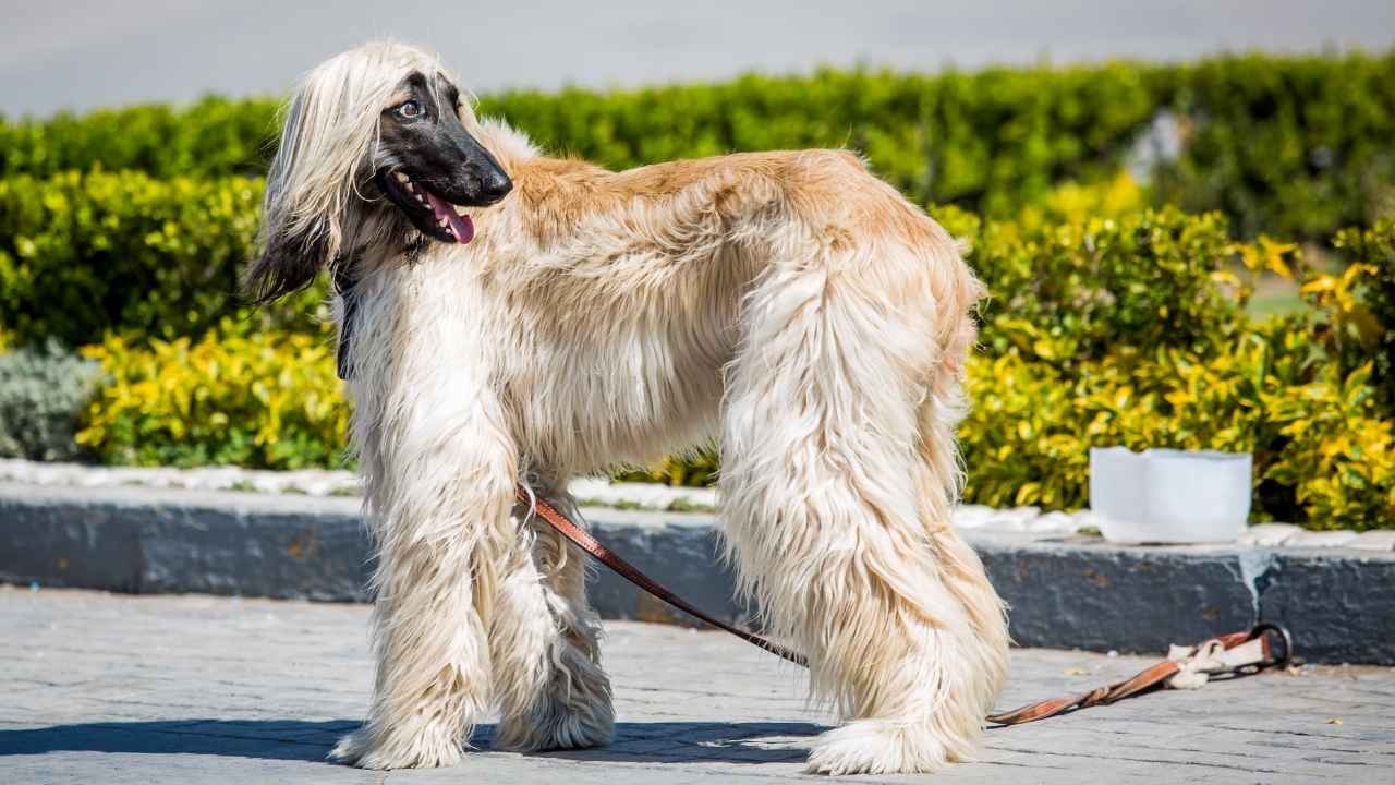 Afghan Hound