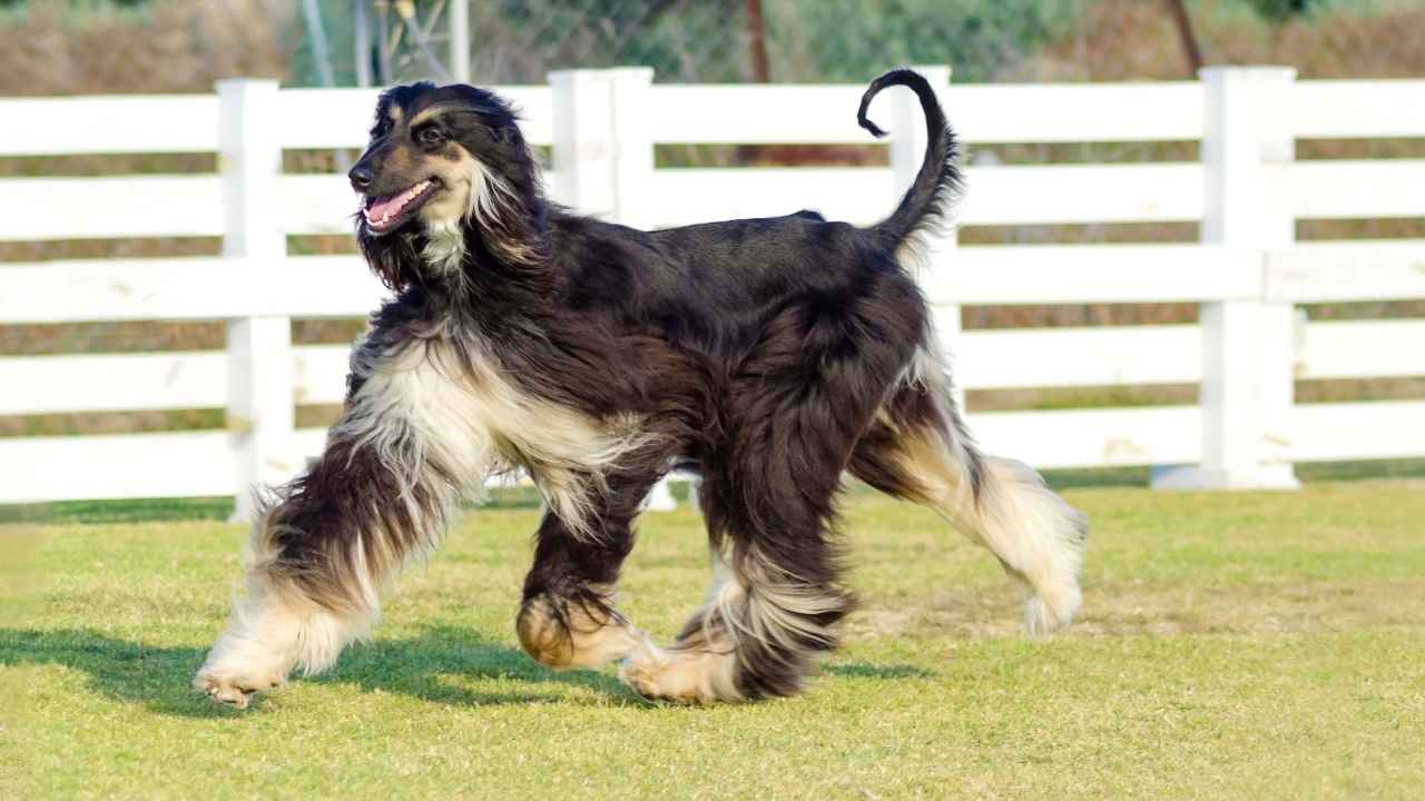 Afghan Hound