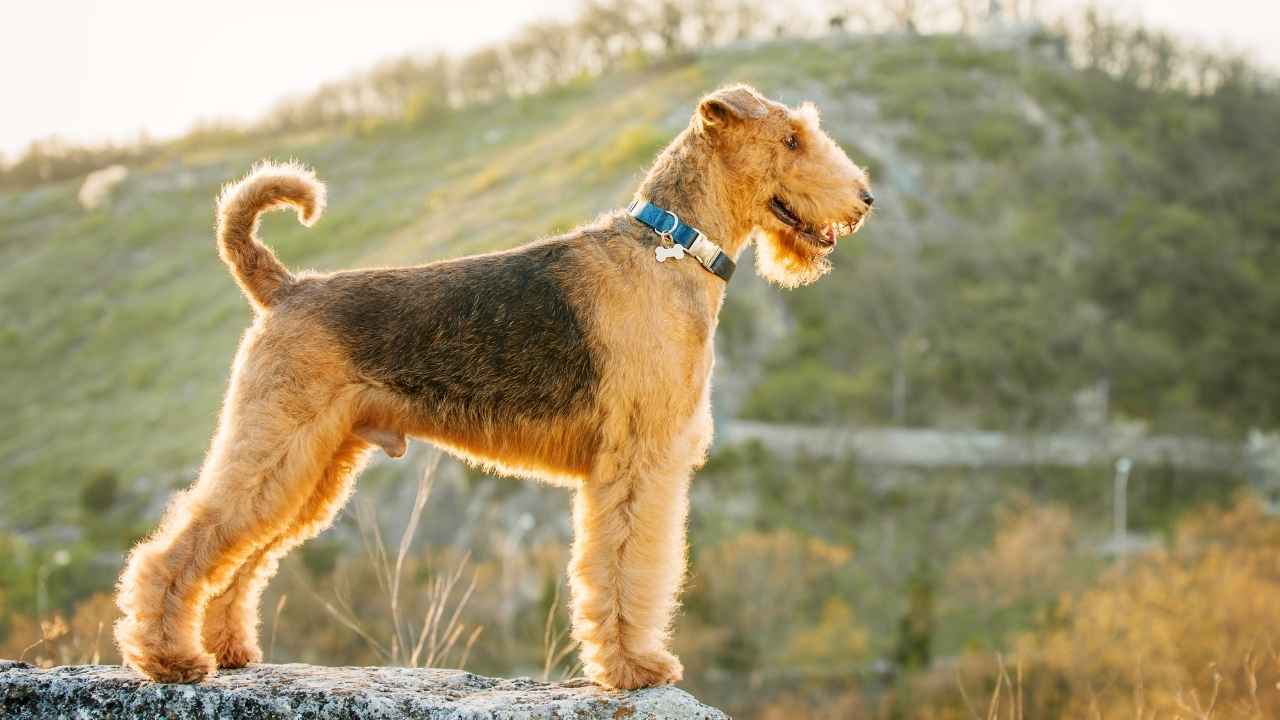 Airedale Terrier