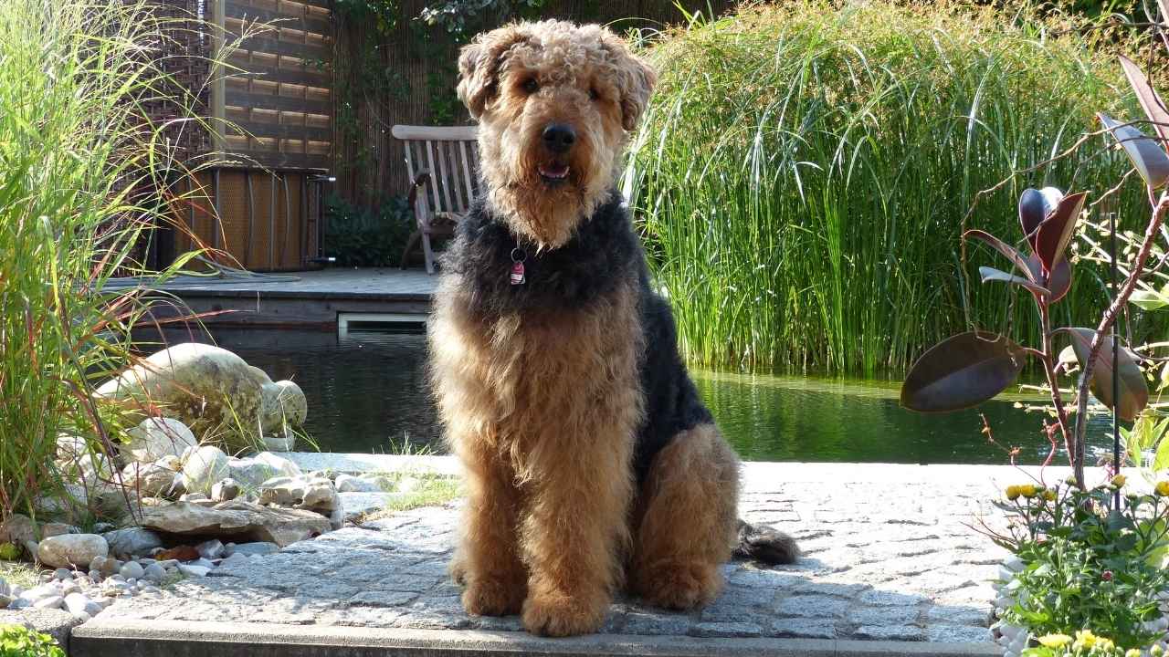 Airedale Terrier