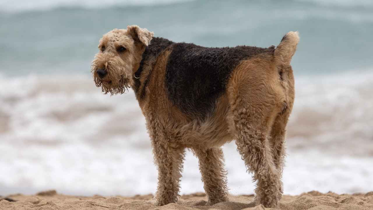 Airedale Terrier