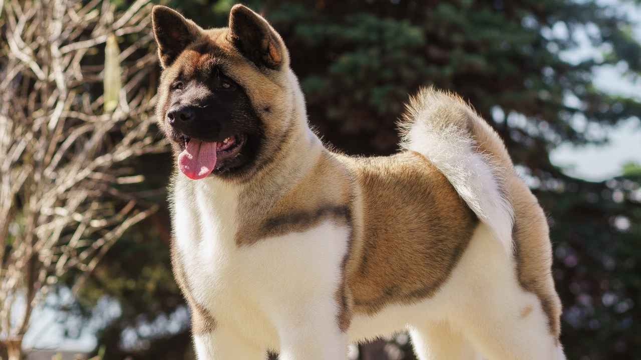 Akita