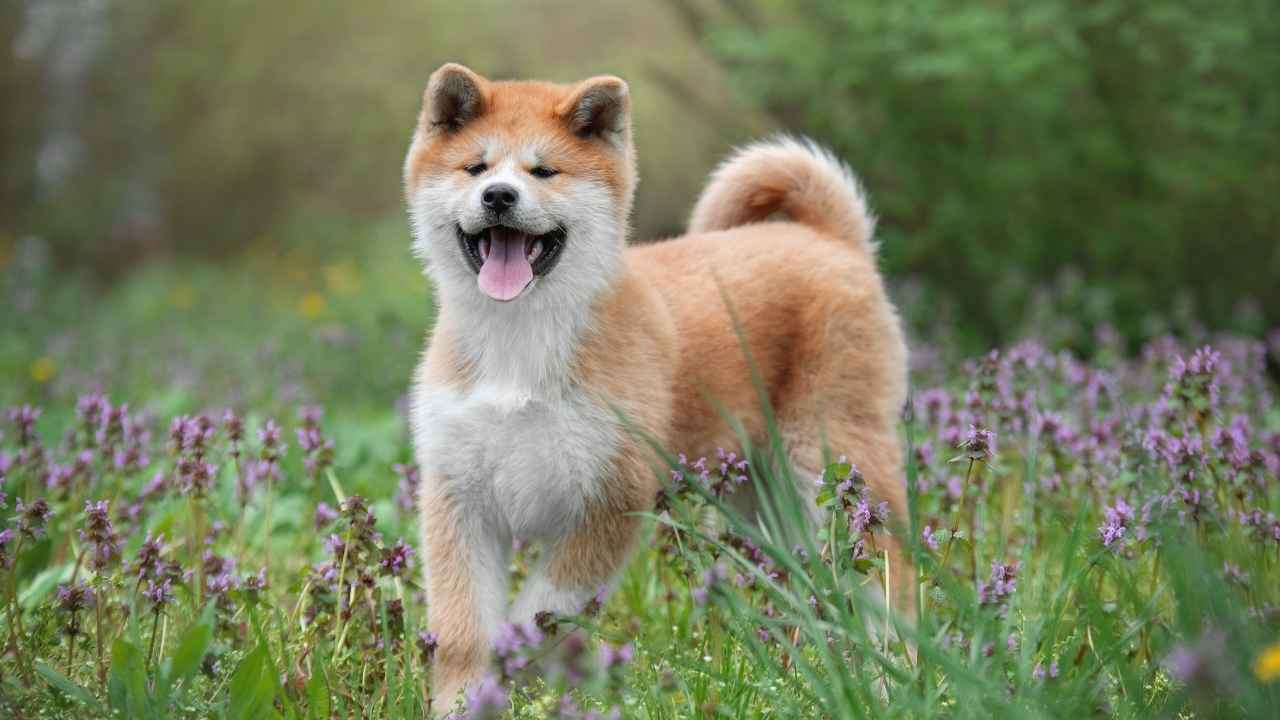 Akita Inu