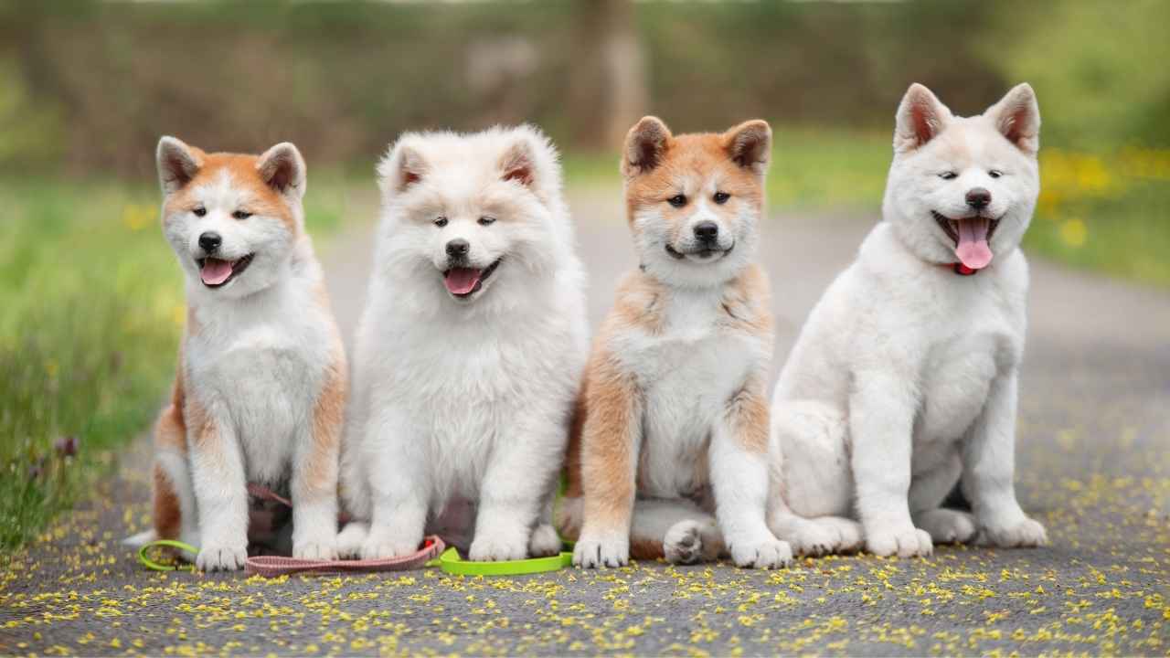 Akita Inu