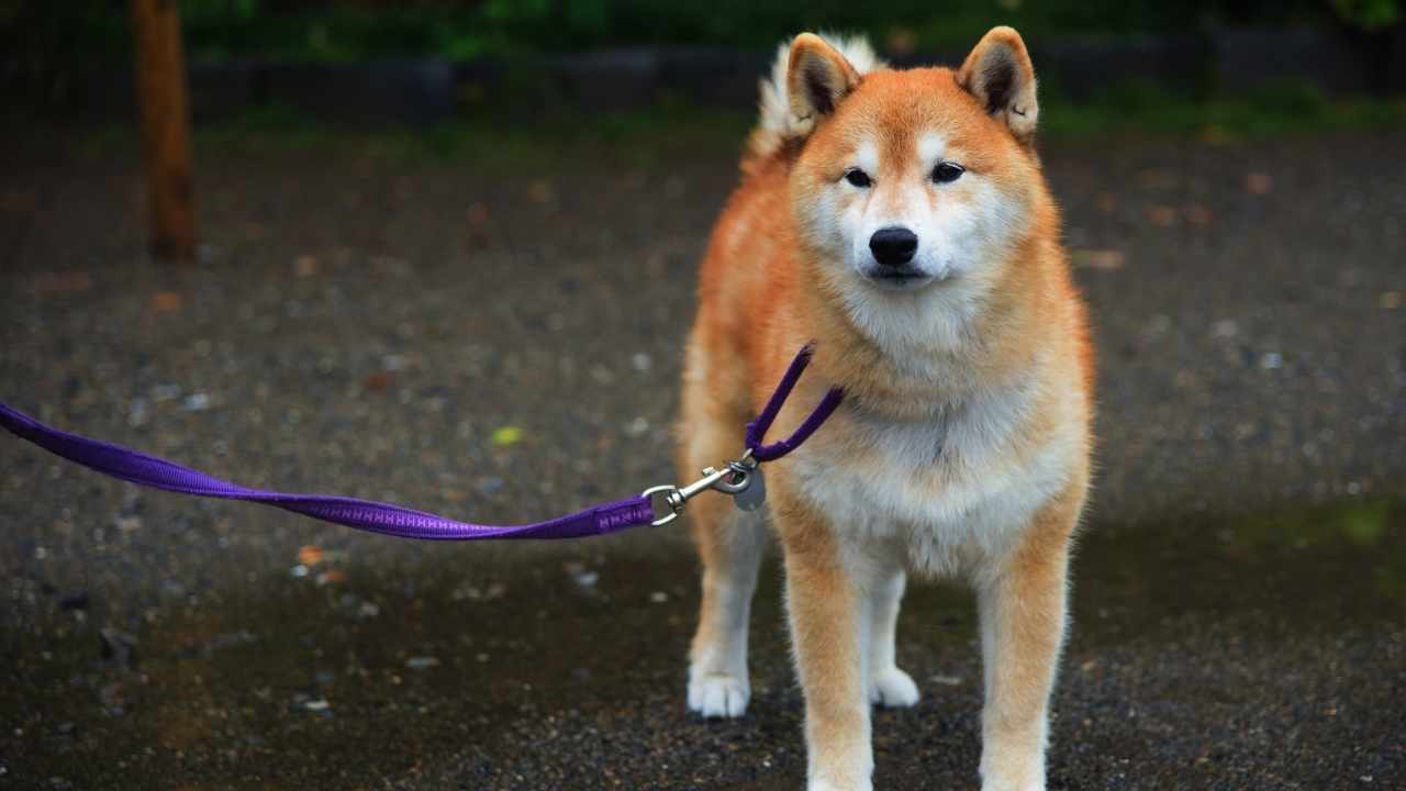 Akita Inu