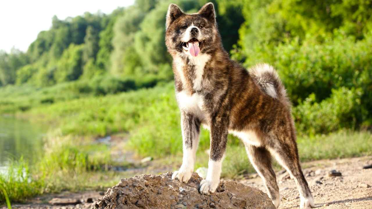 Akita Inu