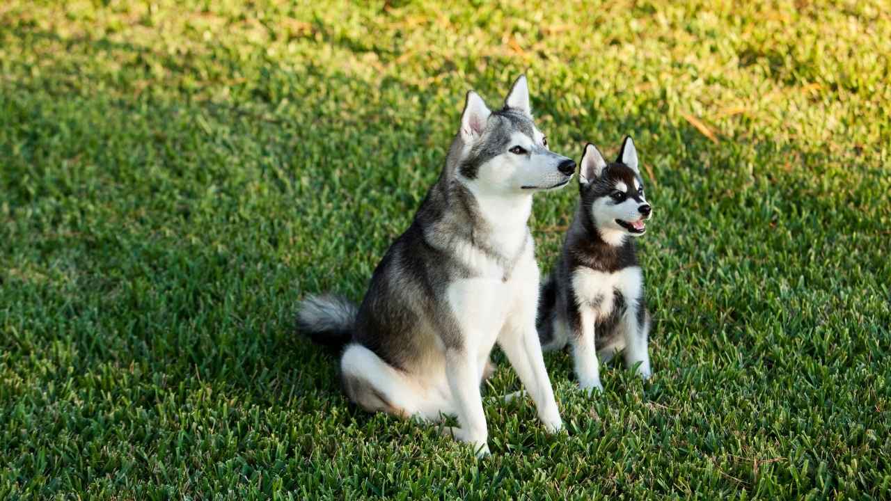 Alaskan Klee Kai