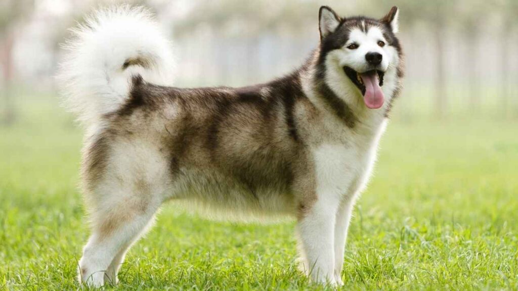 Alaskan Malamute 1 3