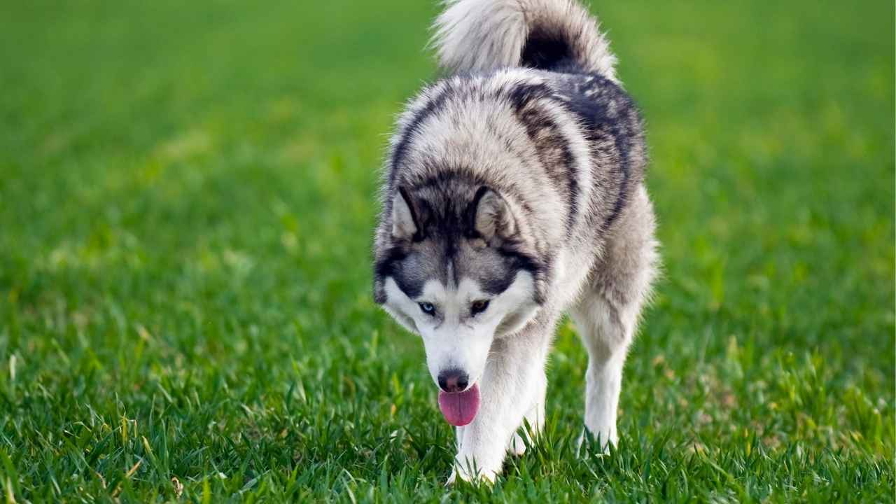 Alaskan Malamute