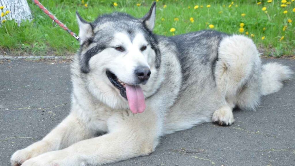 Malamute