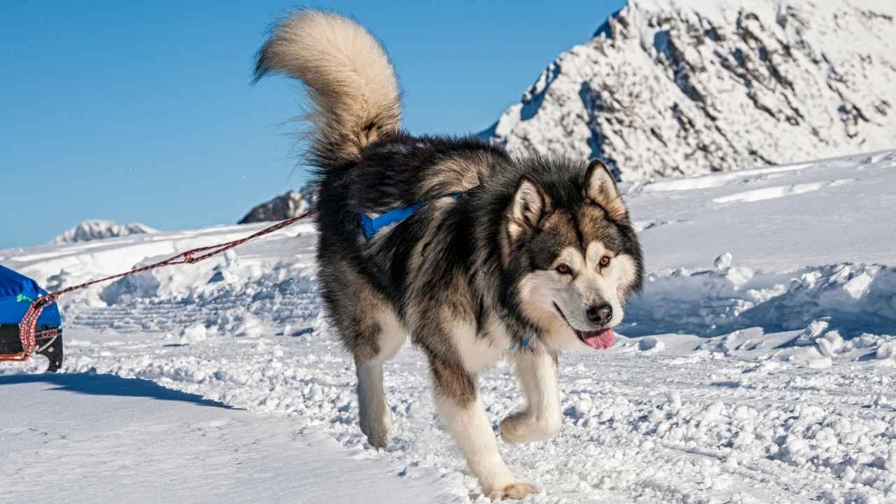 Alaskan Malamute