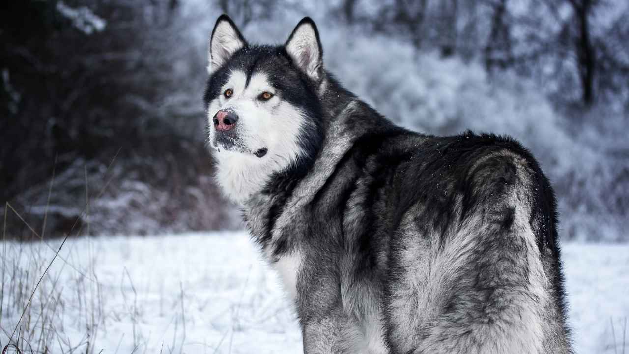 Alaskan Malamute