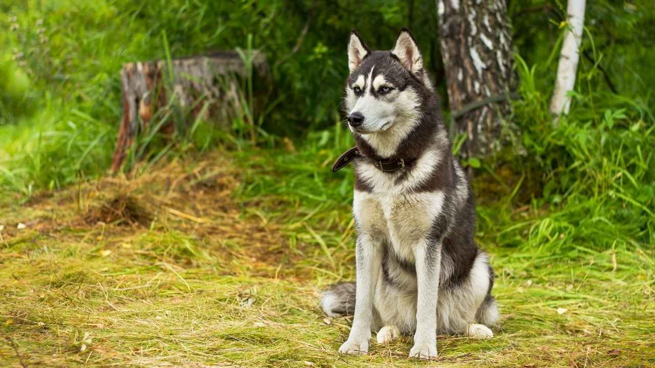 Alaskan Malamute