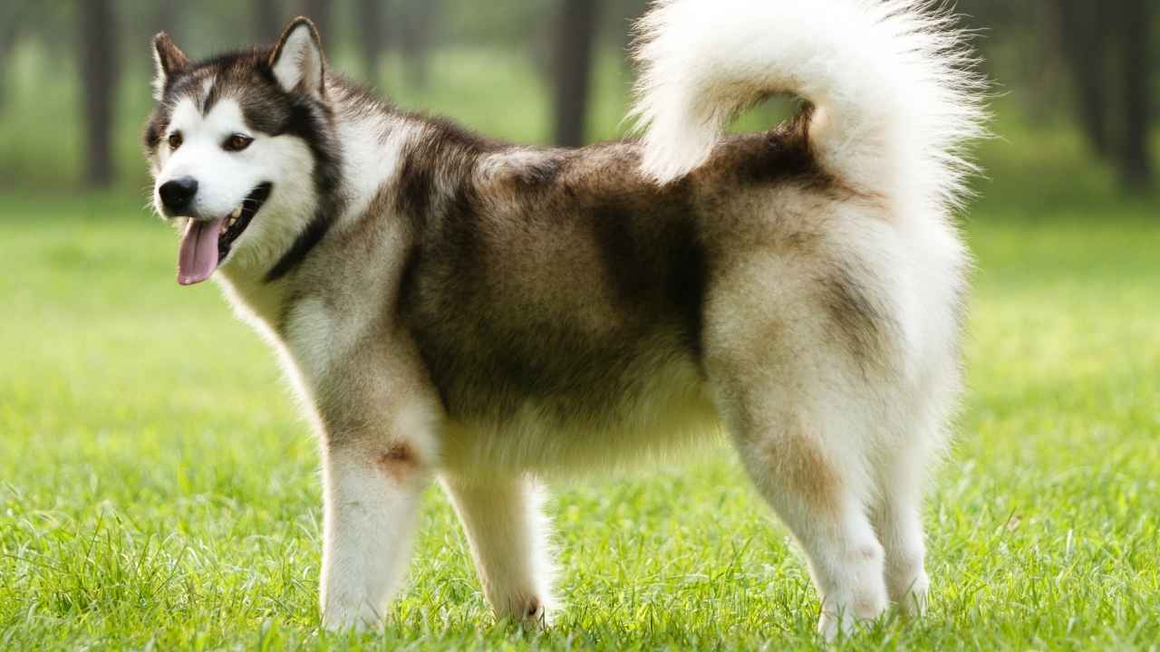 Alaskan Malamute