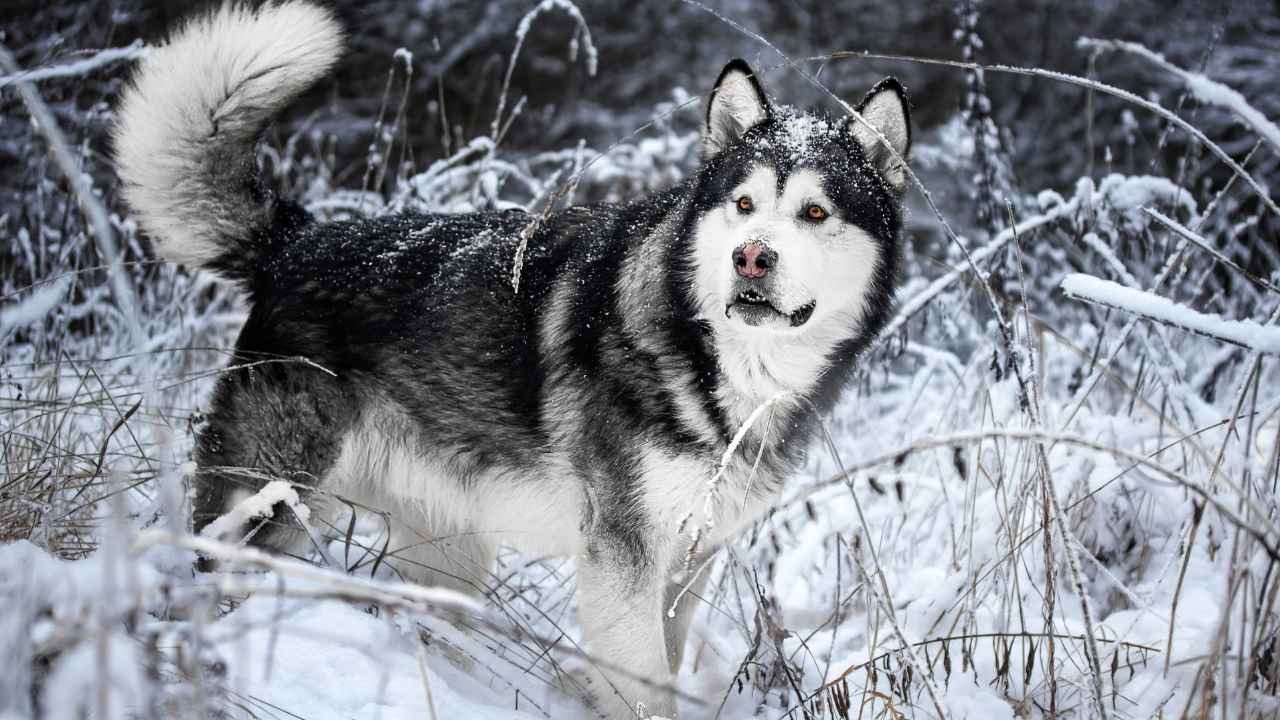 Alaskan Malamute