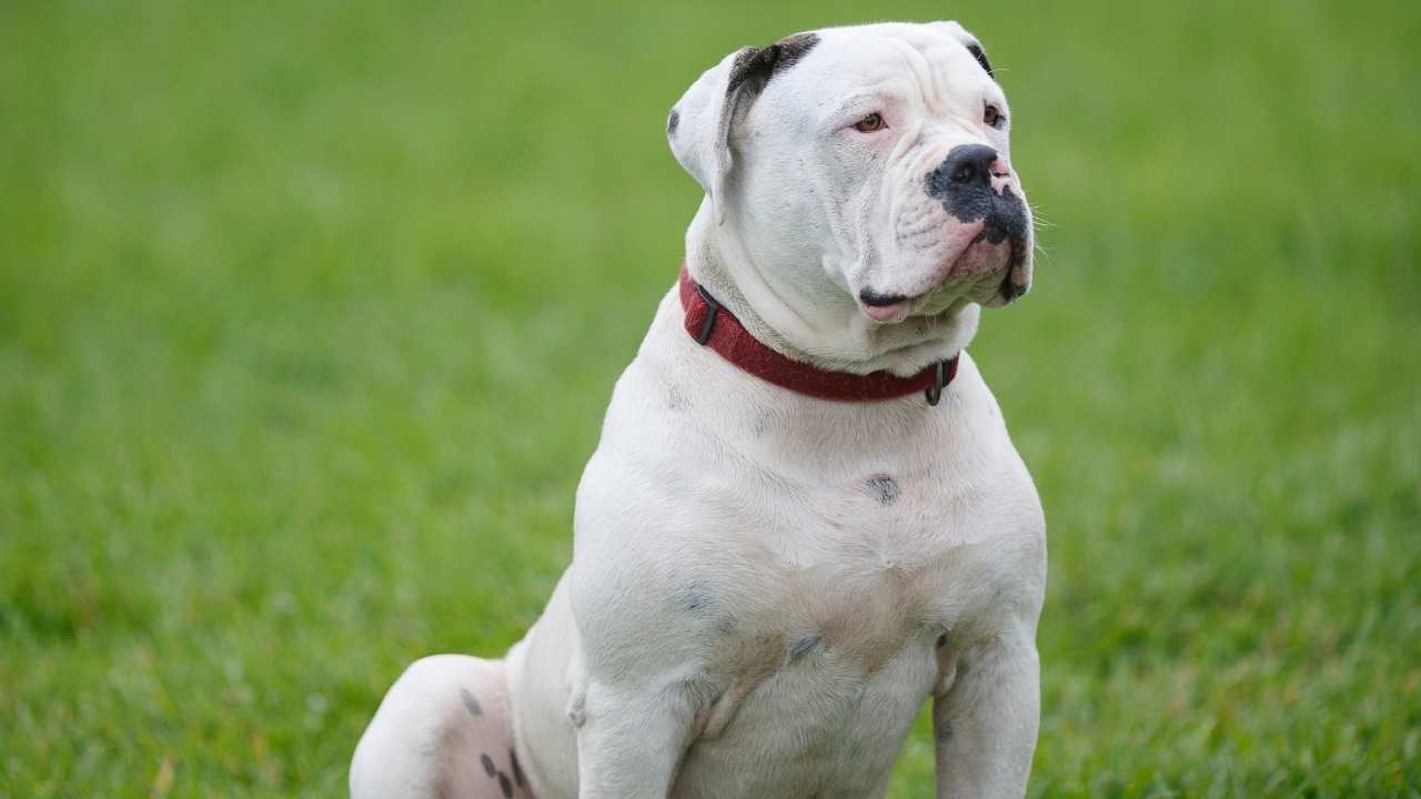 American Bulldog