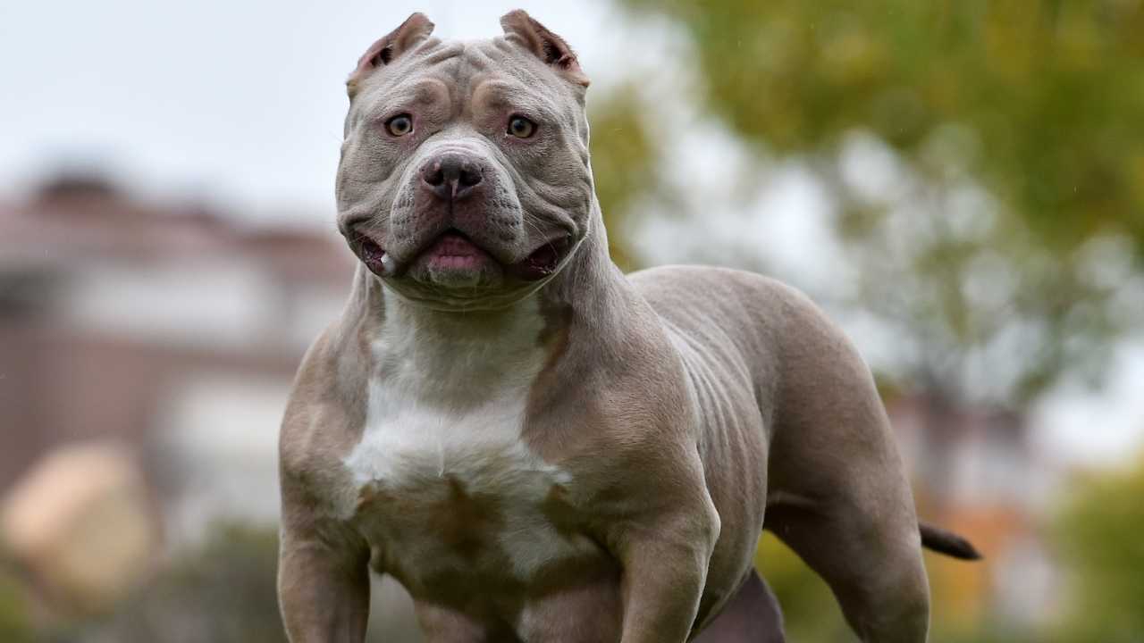 American Bully