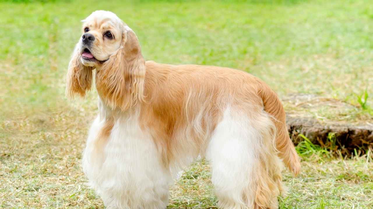 American Cocker Spaniel