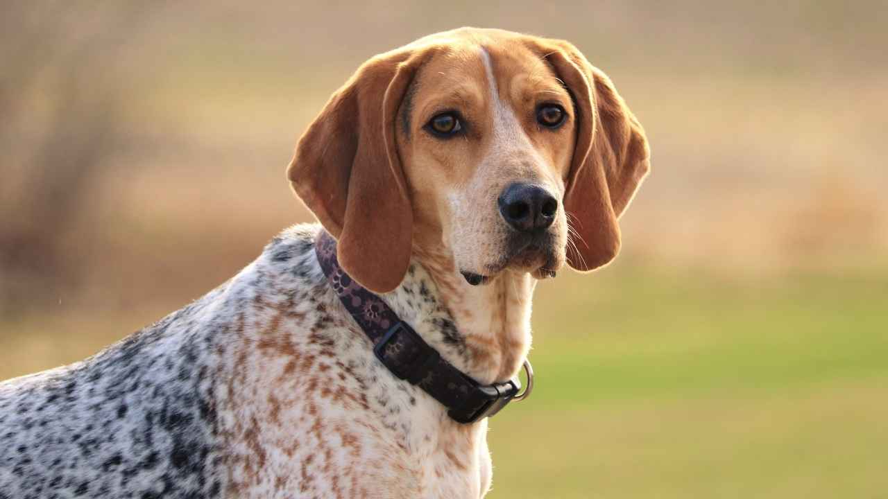 American English Coonhound