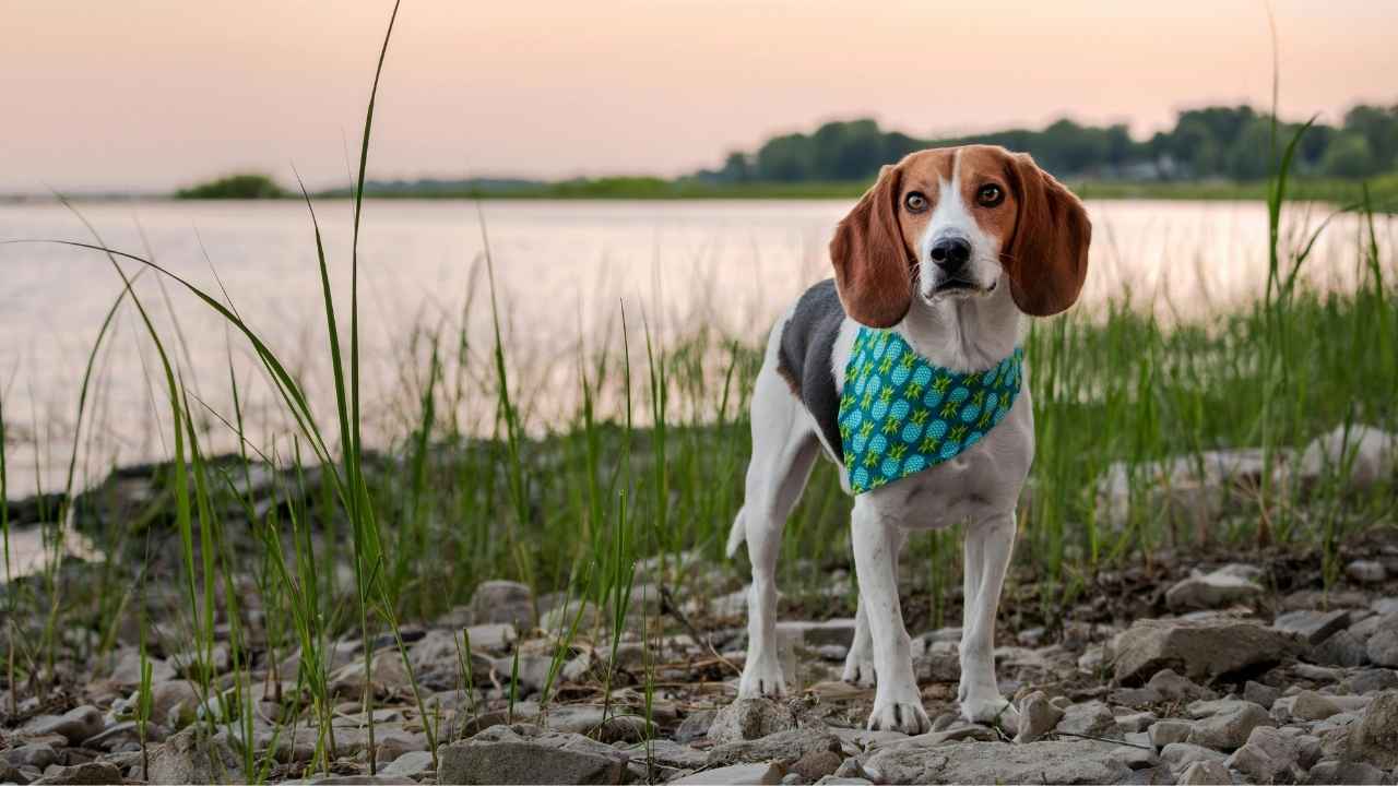 American English Coonhound