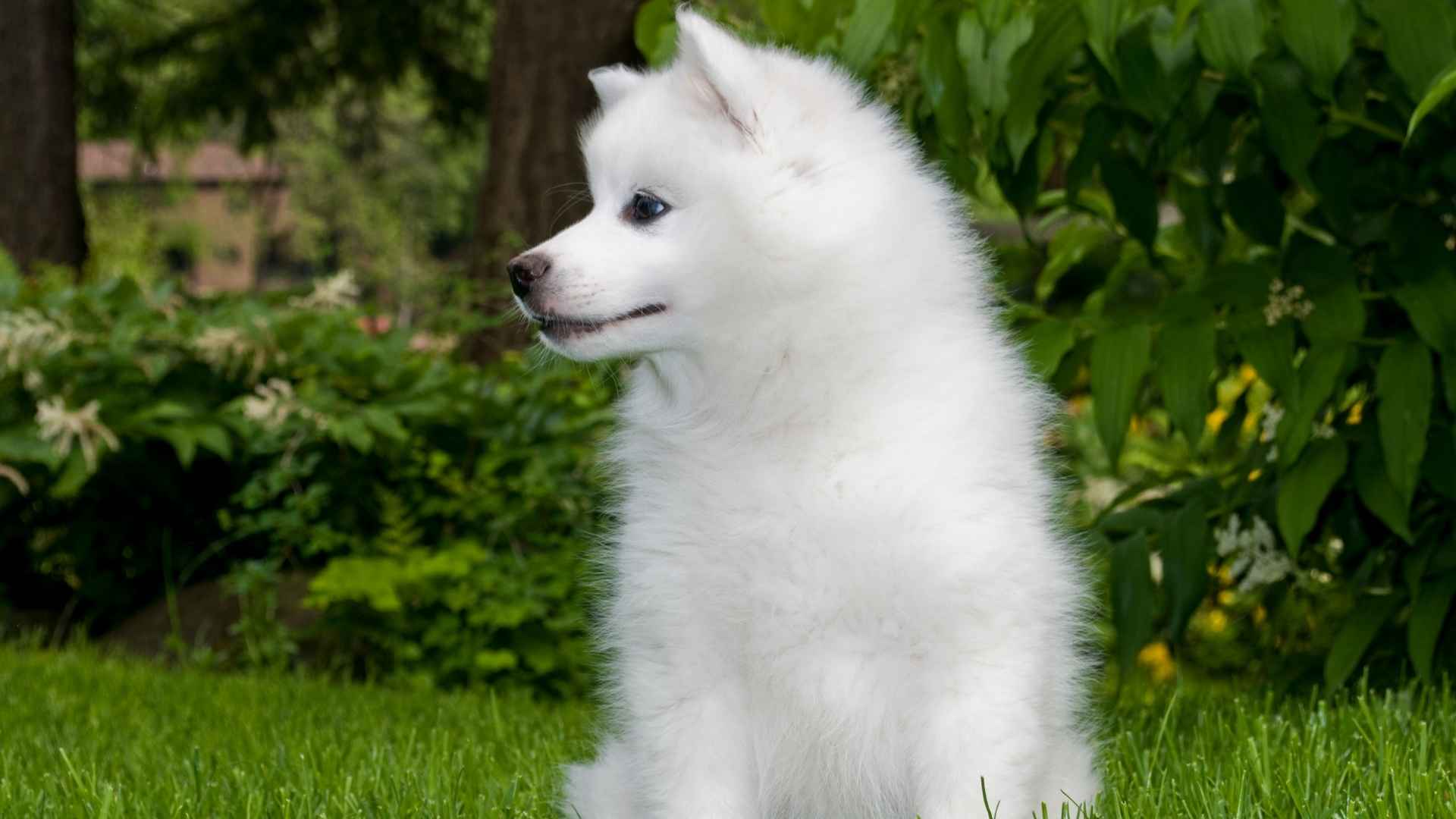 American Eskimo Dog