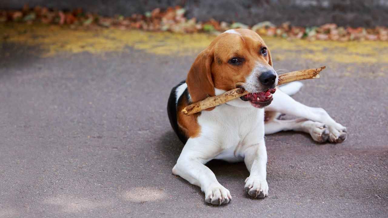 American Foxhound